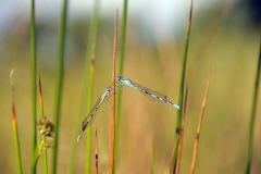 dragon_flies