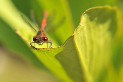 dragonfly2