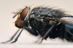 fly