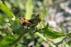 grasshopper