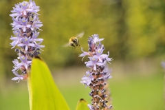 honeybee
