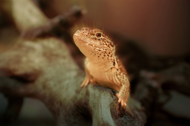 lizard4