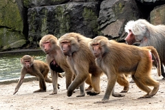 baboon