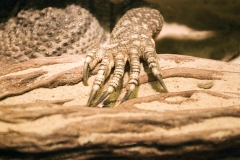 claw