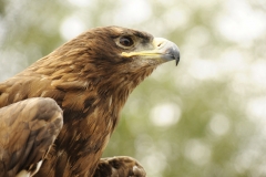 eagle