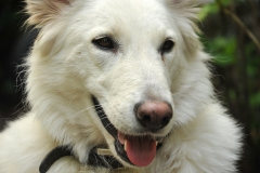frodo