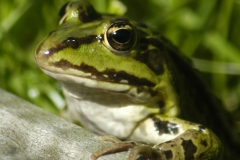 kikker