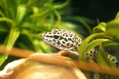 lizzard