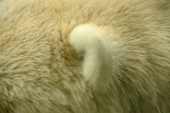 polar_bear