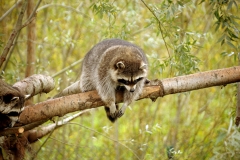 racoon