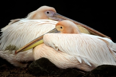 resting