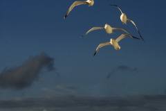 seagulls