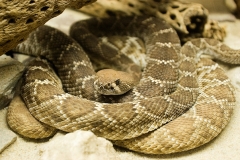 snake