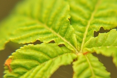 chestnut2