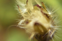 dandelion