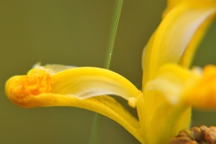 iris