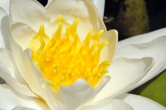 lilly
