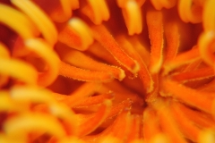 lily2