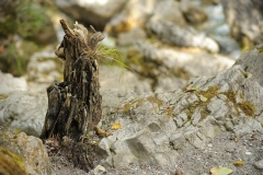 old_tree